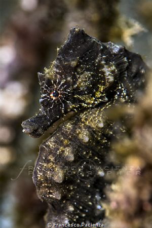 [:b:]Black Seahorse[:/b:] by Francesco Pacienza 