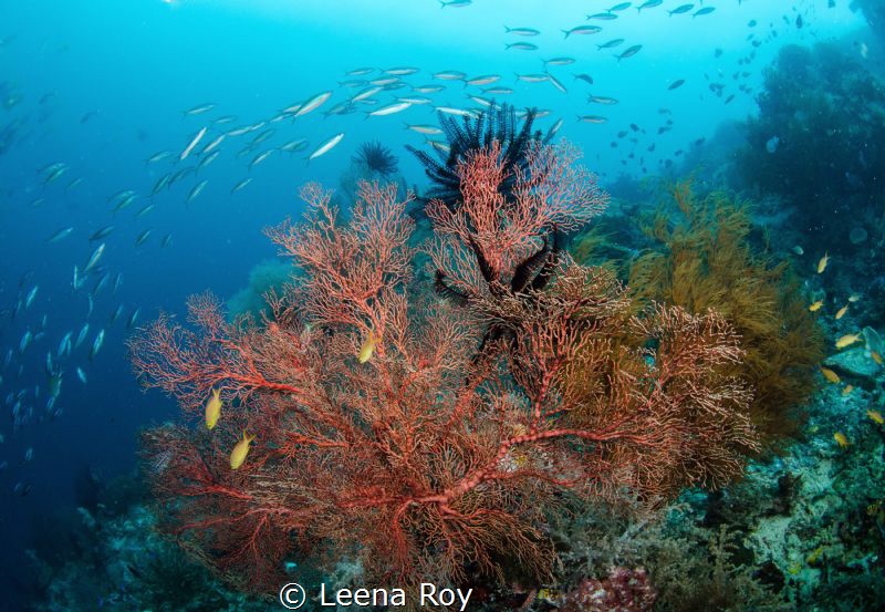 Sea fan, Raja Ampat by Leena Roy 