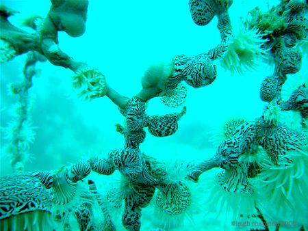 Beqa Lagoon, 2005. Still Life Coral (species unknown to m... by Leigh Chapman 