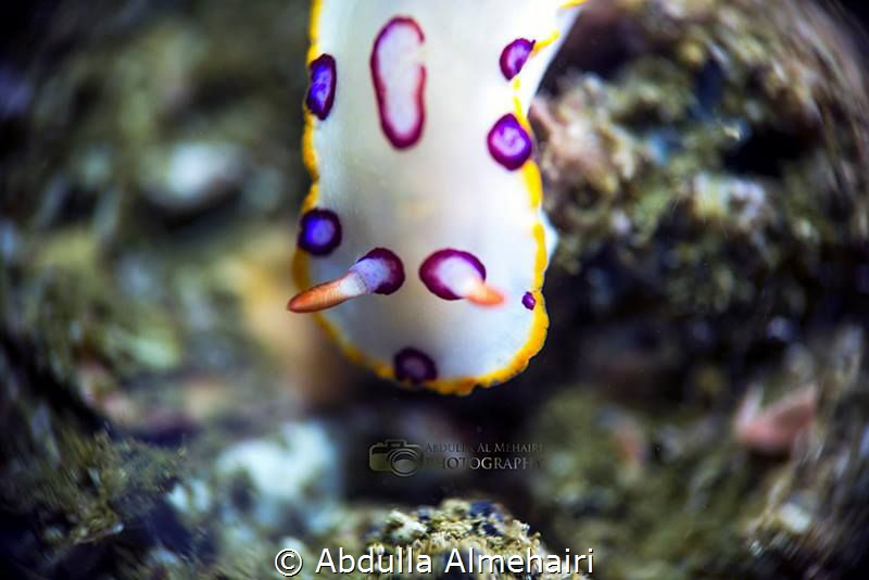 Macro by Abdulla Almehairi 