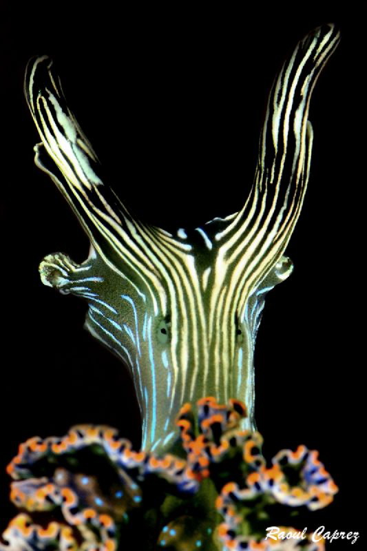 Elysia diomedea by Raoul Caprez 