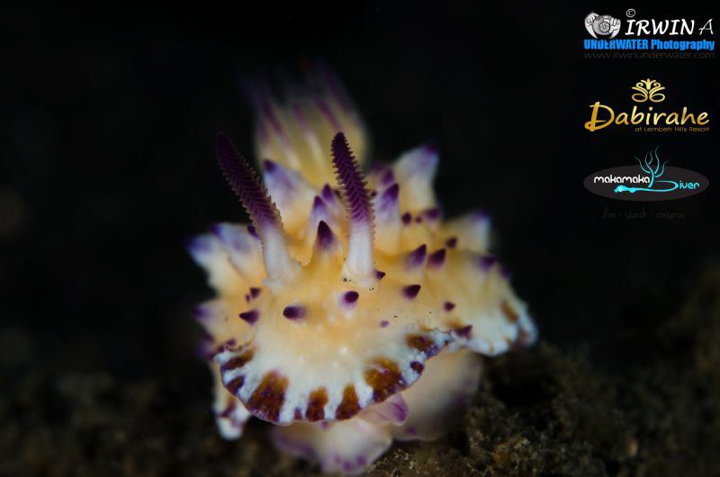 P U R P L E 
Bumpy Mexichromis ( Mexichromis multituberc... by Irwin Ang 