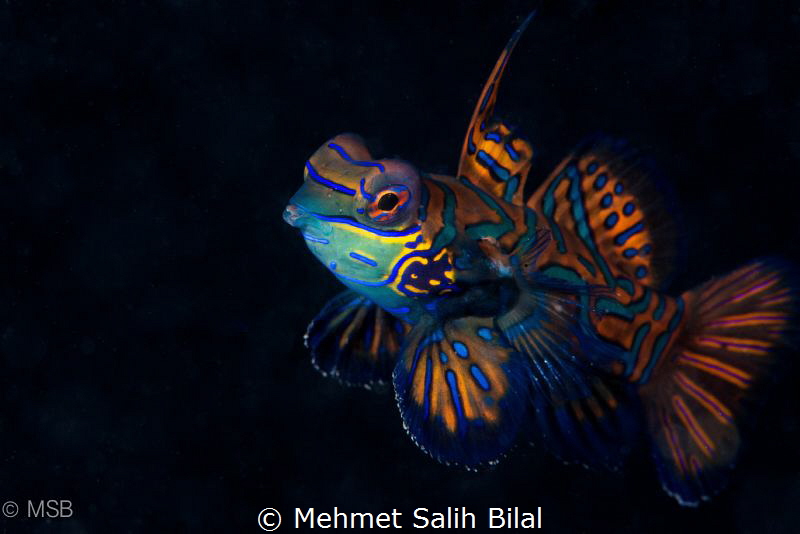 Male mandarin in Bunaken. by Mehmet Salih Bilal 