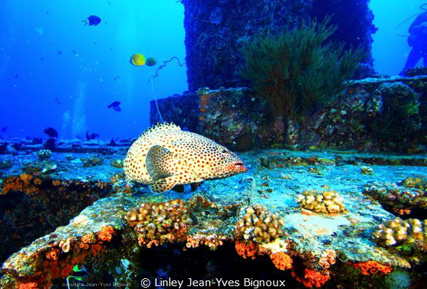 Wreck Dive Balaclava 35 metres 
Linley Jean-Yves Bignoux... by Linley Jean-Yves Bignoux 