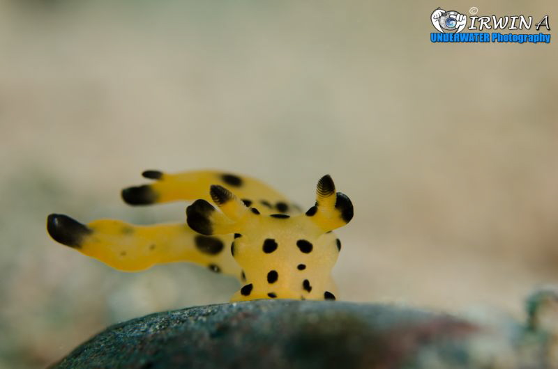 B L A C K & Y E L L O W
Nudibranch also known as Pokemon... by Irwin Ang 