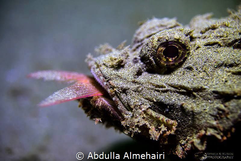 Macro by Abdulla Almehairi 