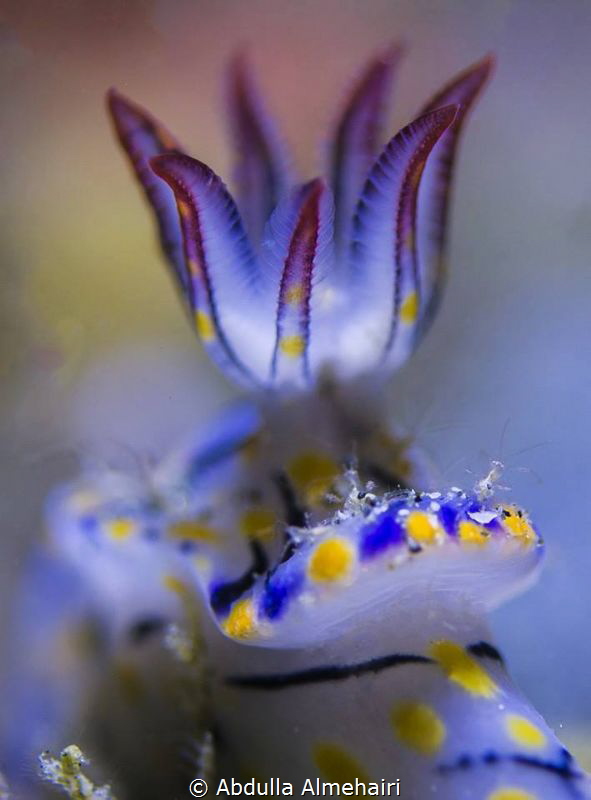 Macro by Abdulla Almehairi 