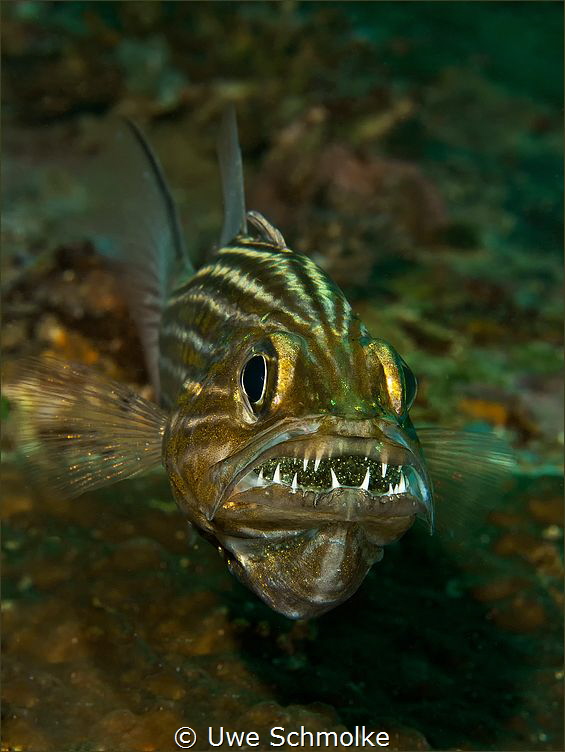 Cardinalfish - mouth full of eggs. by Uwe Schmolke 