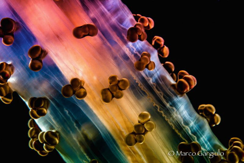Alicia mirabilis in technicolor by Marco Gargiulo 