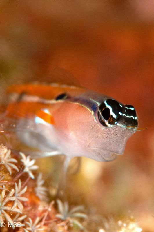 Blenny. Nikon D800+Nikkor 105+TC 1.4+ Subsee 5+ by Mehmet Salih Bilal 