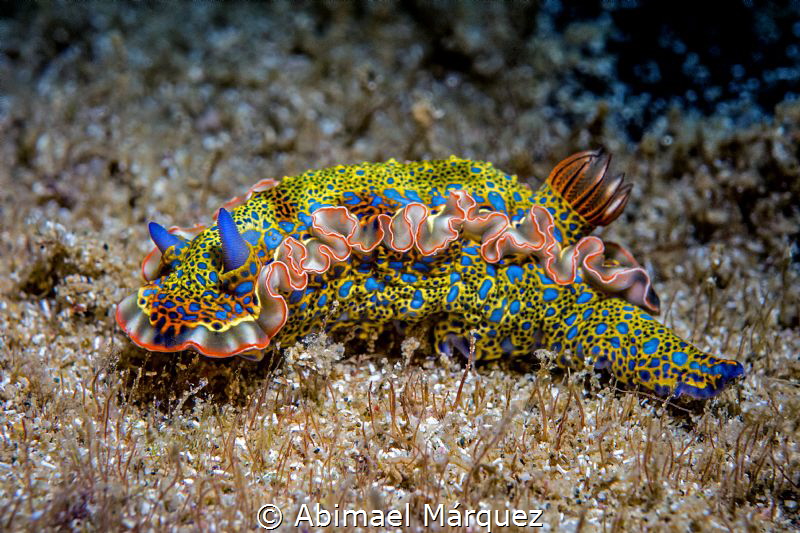 Nudi 4 by Abimael Márquez 