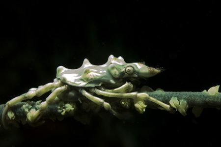XeNoCrAb,sulawesi,nikon d70 by Marco Wannenmacher 