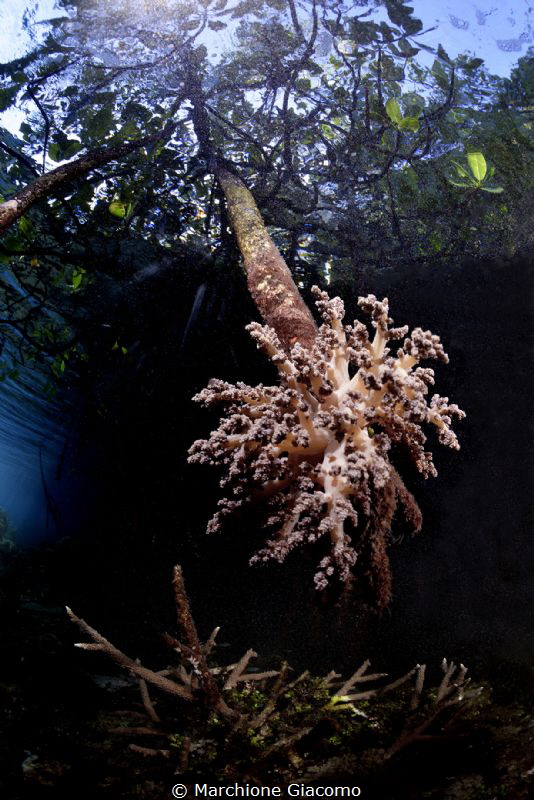 Prospective
Nikon D800E, 16mm Nikon, two strobo
Raja Ampat by Marchione Giacomo 