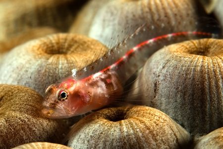 Tiny Goby from Turks & Caicos by Karl Dietz 
