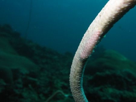 allied cowry lying quietly on a sea whip off hin daeng in... by Reeza Mohd Rosli 