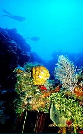 Roatan, Honduras. by Shawn Jackson 
