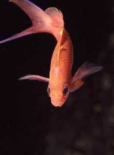 Anthias, Riou Island,Marseille, Mediterraneen sea, Taken ... by Jean-claude Zaveroni 