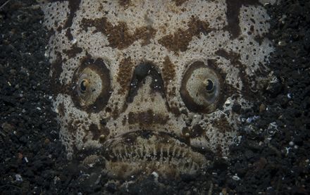 Stargazer,lembeh,nikon d70 by Marco Wannenmacher 