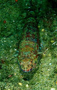 lizard,south africa by Gregory Grant 