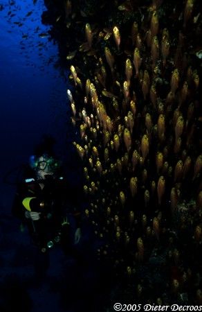 Divers with lot's of fishes swimming upstraight. by Dieter Decroos 