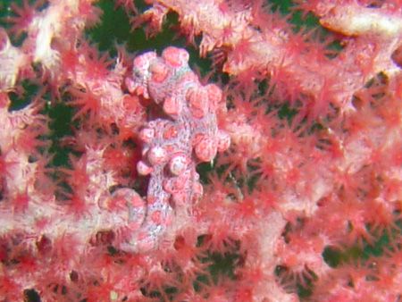 pygmy seahorse manado KBR by Stewart Smith 