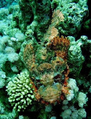Taken in Sharm El Sheik, Egypt with my sony digital. by Steven Withofs 