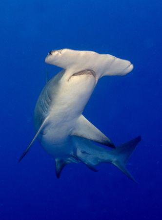 Great Hammerhead from North Bahamas by Karl Dietz 