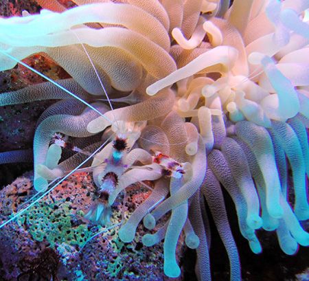 While diving off the north wall at the Cayman Islands, th... by Trisha Urban 