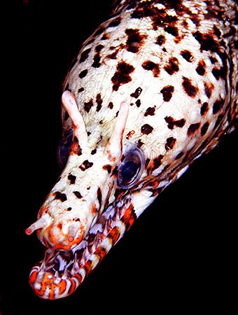 Dragone Moray, Kauai, Hawaii.
D2x. by Rand McMeins 