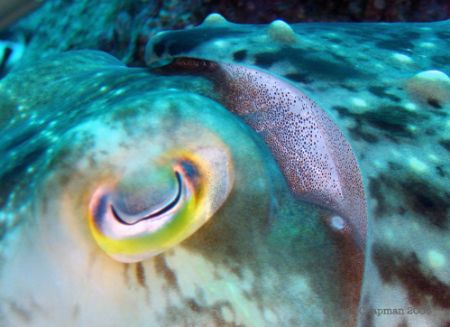 Cuttlefish eyeball. Lembeh, Indonesia, 2005. Canon A-95 w... by Leigh Chapman 