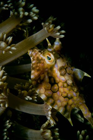 longhorn cowfish,sulawesi,nikon d70 by Marco Wannenmacher 