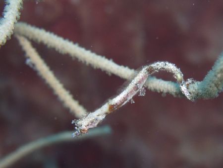 pipehorse at Treehouse, Roatan by Anja Garrido Barnet 