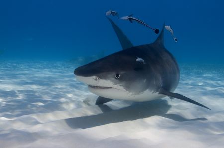 Tiger Shark from North Bahamas by Karl Dietz 