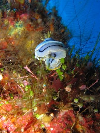 an elizabethana winds its way around a hydroid field tryi... by Reeza Mohd Rosli 