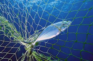 fixed net in indonesia. by Gregory Grant 