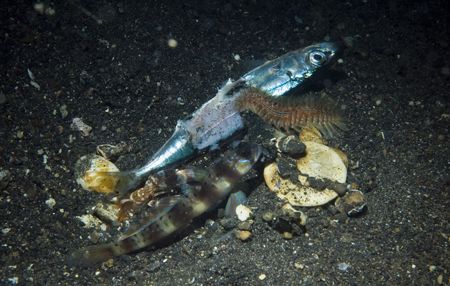 lembeh dinner,sulawesi,nikon d70 by Marco Wannenmacher 