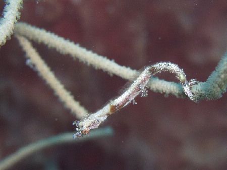 pipehorse at treehouse, Roatan by Anja Garrido Barnet 