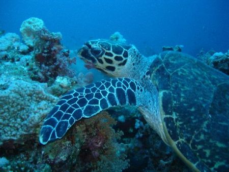 Taken in Egypt, St Johns reef. by Steven Withofs 