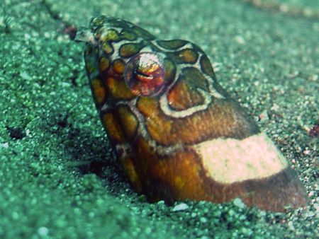 snake eel KBR Manado by Stewart Smith 