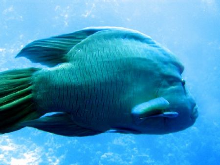 great napoleon, red sea by Gordana Zdjelar 