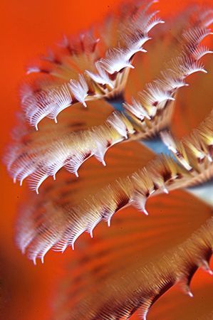 Florida, Christmastree worm. D2x by Rand McMeins 