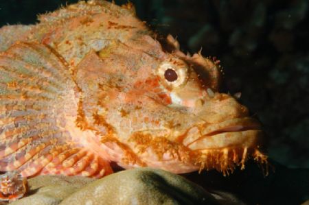 Rock Fish. Sipadan Malaysia. Nikon D100 by Carl Gennaro 
