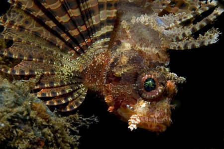 lion"king",lembeh,nikon d70 by Marco Wannenmacher 