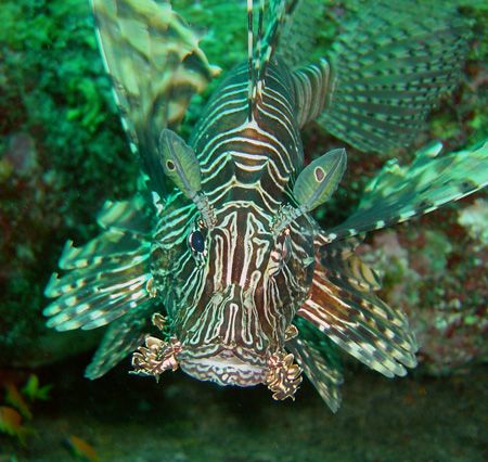 lionfish sony P12 by Stewart Smith 