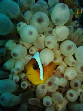 They are to cute to ignore... Taken in Egypt last month. by Steven Withofs 