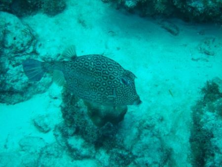 Taken in Curacao by Kelly N. Saunders 