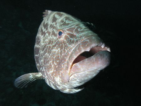 Friendly Grouper, Roatan by Liber Garrido Barnet 