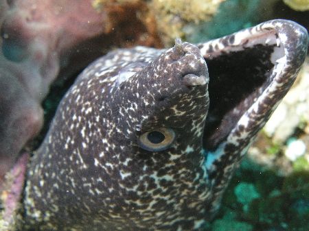Spotted Moray Eel, Utila. by Anja Garrido Barnet 