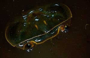 freshwater crab,river delta. by Gregory Grant 