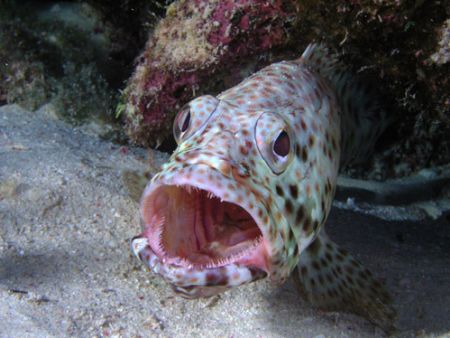 Potato grouper taken around St Johns, Red Sea by Paul Spiers 